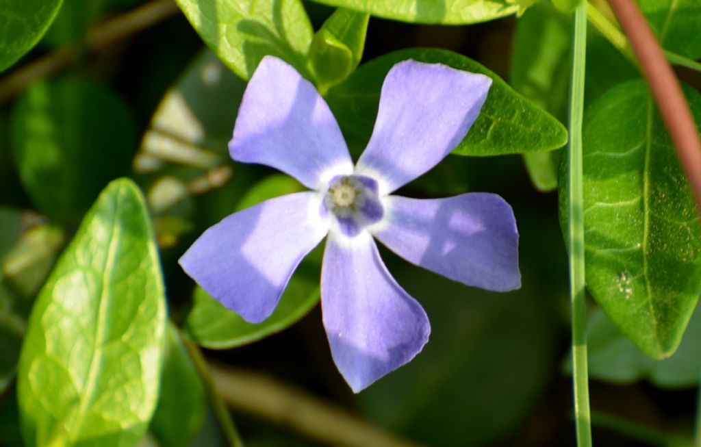 Vinca cfr. difformis